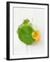 Nasturtium with Yellow Flower-Oliver Schwarzwald-Framed Photographic Print