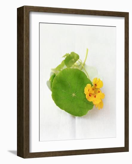 Nasturtium with Yellow Flower-Oliver Schwarzwald-Framed Photographic Print