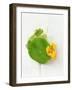 Nasturtium with Yellow Flower-Oliver Schwarzwald-Framed Photographic Print