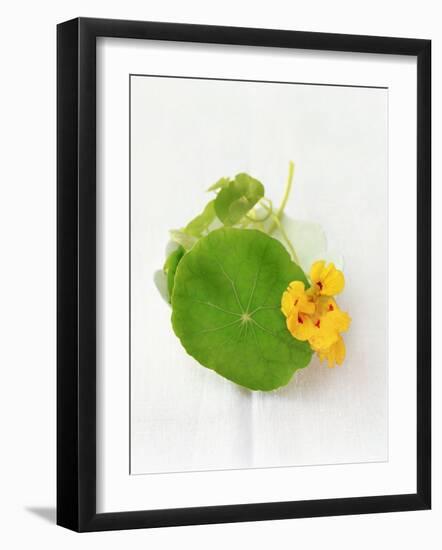 Nasturtium with Yellow Flower-Oliver Schwarzwald-Framed Photographic Print