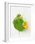 Nasturtium with Yellow Flower-Oliver Schwarzwald-Framed Photographic Print