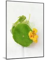 Nasturtium with Yellow Flower-Oliver Schwarzwald-Mounted Photographic Print