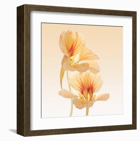 Nasturtium-Vilor-Framed Art Print