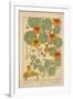 Nasturtium-null-Framed Giclee Print