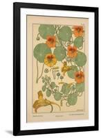 Nasturtium-null-Framed Giclee Print