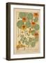 Nasturtium-null-Framed Giclee Print