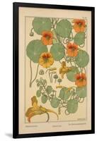 Nasturtium-null-Framed Giclee Print