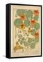 Nasturtium-null-Framed Stretched Canvas