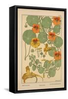 Nasturtium-null-Framed Stretched Canvas