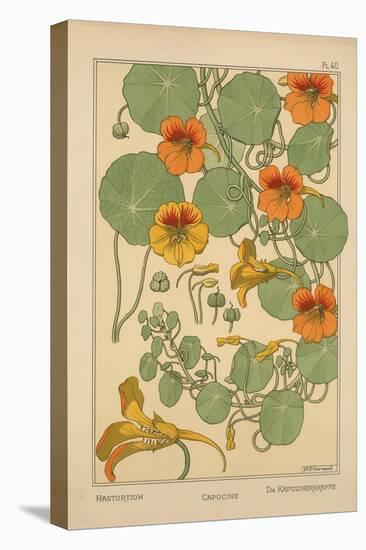 Nasturtium-null-Stretched Canvas