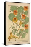 Nasturtium-null-Framed Stretched Canvas