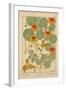 Nasturtium-null-Framed Giclee Print