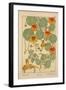 Nasturtium-null-Framed Giclee Print