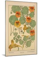 Nasturtium-null-Mounted Giclee Print