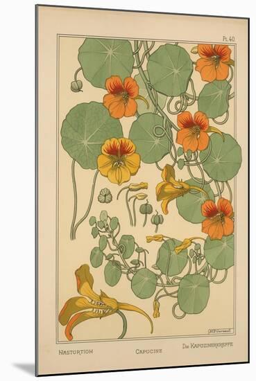 Nasturtium-null-Mounted Giclee Print