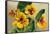 Nasturtium-null-Framed Stretched Canvas