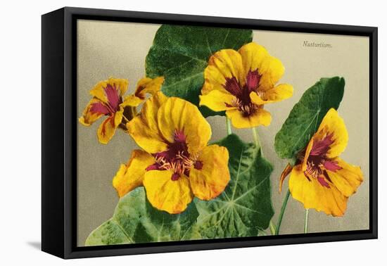 Nasturtium-null-Framed Stretched Canvas