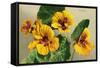 Nasturtium-null-Framed Stretched Canvas