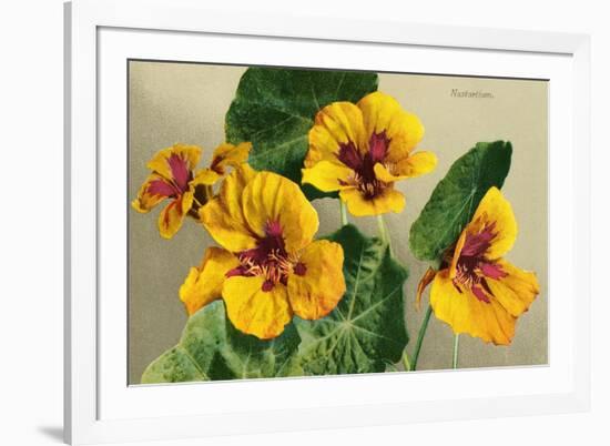 Nasturtium-null-Framed Art Print