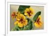 Nasturtium-null-Framed Art Print