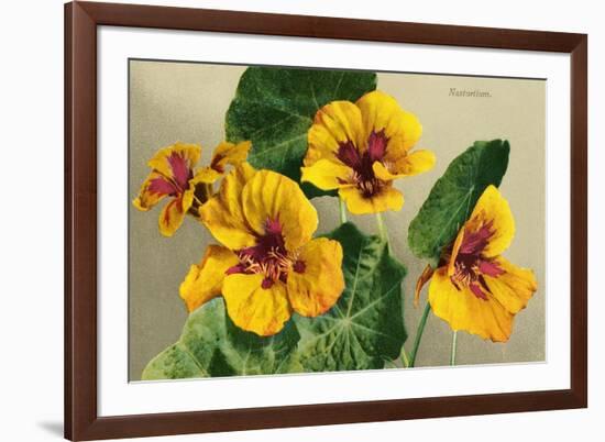 Nasturtium-null-Framed Art Print