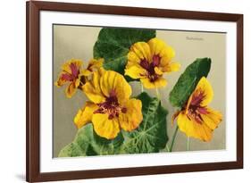 Nasturtium-null-Framed Art Print