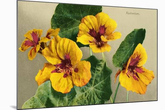 Nasturtium-null-Mounted Art Print