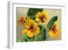 Nasturtium-null-Framed Premium Giclee Print