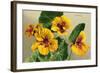 Nasturtium-null-Framed Art Print