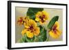 Nasturtium-null-Framed Art Print