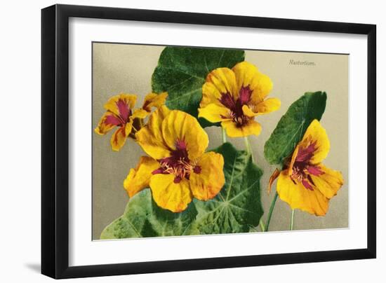 Nasturtium-null-Framed Art Print