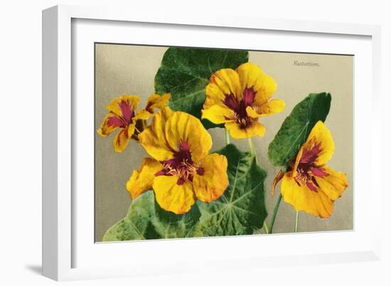 Nasturtium-null-Framed Art Print