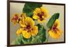 Nasturtium-null-Framed Art Print