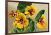 Nasturtium-null-Framed Art Print