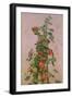 Nasturtiums, 1880-Ignace Henri Jean Fantin-Latour-Framed Giclee Print