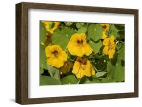 Nasturtiums growing in and around a plant cage-Janet Horton-Framed Photographic Print