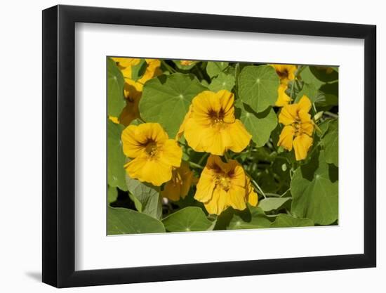Nasturtiums growing in and around a plant cage-Janet Horton-Framed Photographic Print