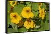 Nasturtiums growing in and around a plant cage-Janet Horton-Framed Stretched Canvas