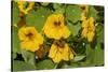 Nasturtiums growing in and around a plant cage-Janet Horton-Stretched Canvas