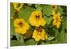 Nasturtiums growing in and around a plant cage-Janet Horton-Framed Photographic Print