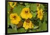 Nasturtiums growing in and around a plant cage-Janet Horton-Framed Photographic Print