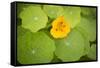 Nasturtiums I-Karyn Millet-Framed Stretched Canvas