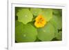 Nasturtiums I-Karyn Millet-Framed Photographic Print