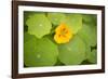 Nasturtiums I-Karyn Millet-Framed Photographic Print