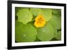 Nasturtiums I-Karyn Millet-Framed Photographic Print