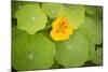 Nasturtiums I-Karyn Millet-Mounted Photographic Print