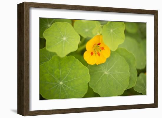 Nasturtiums I-Karyn Millet-Framed Photographic Print