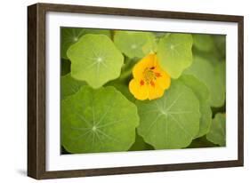 Nasturtiums I-Karyn Millet-Framed Photographic Print