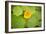 Nasturtiums I-Karyn Millet-Framed Photographic Print