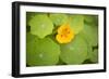 Nasturtiums I-Karyn Millet-Framed Photographic Print